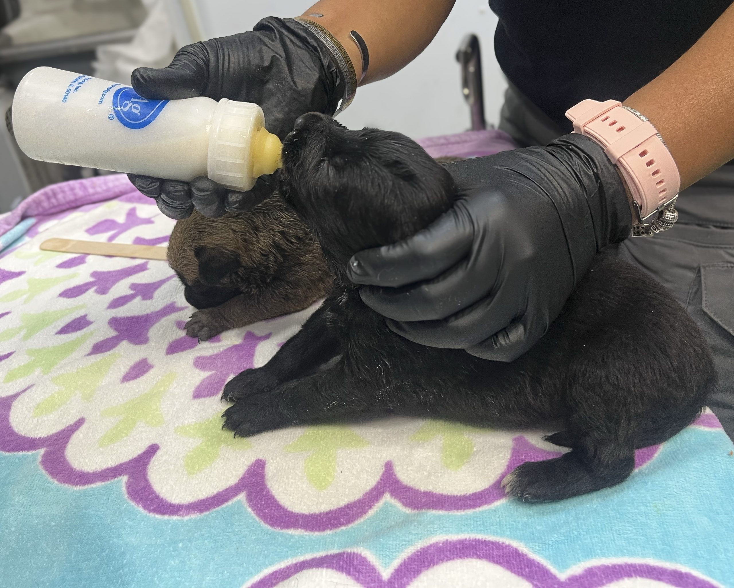 A person wearing black gloves is bottle-feeding a small black puppy on a colorful, patterned blanket. Another brown puppy is lying nearby.