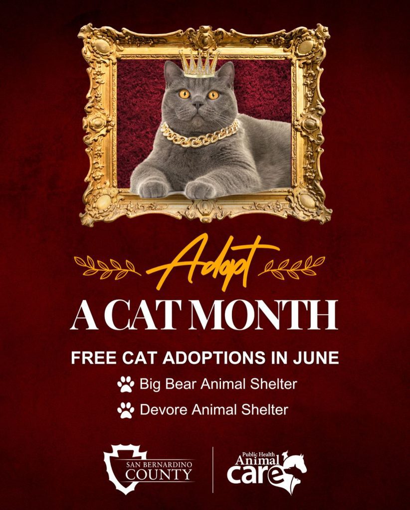 A promotional image featuring a regal-looking cat wearing a crown and chain, posed inside an ornate frame. Text reads: "Adopt A Cat Month. Free Cat Adoptions in June. Big Bear Animal Shelter. Devore Animal Shelter." Logos for San Bernardino County and Public Health Animal Care appear at the bottom.