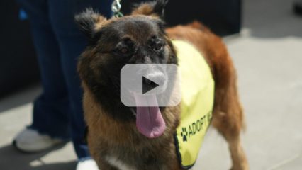 A medium-sized dog on a leash wearing a yellow “Adopt Me” vest, with a play button overlay, indicating a video.