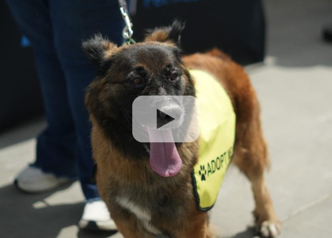 A medium-sized dog on a leash wearing a yellow “Adopt Me” vest, with a play button overlay, indicating a video.