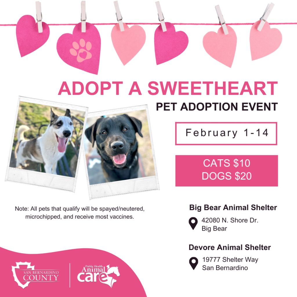 Valentine’s-themed flyer for the 'Adopt a Sweetheart' pet adoption event, running February 1-14. Participating shelters include Big Bear Animal Shelter at 42080 N. Shore Dr., Big Bear, and Devore Animal Shelter at 19777 Shelter Way, San Bernardino. The flyer includes photos of two smiling dogs and pink heart decorations at the top.