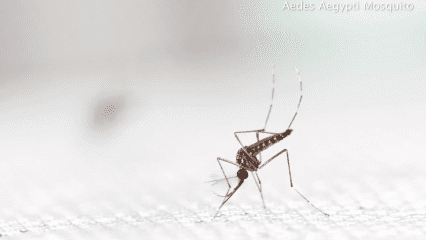 Close-up of an Aedes aegypti mosquito on a light surface, showing its striped legs and body as it feeds.