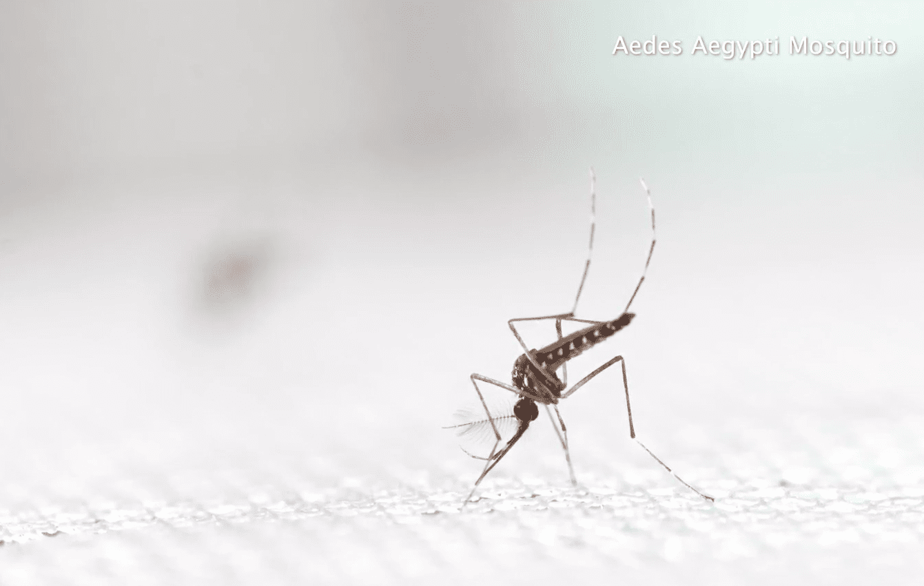 Close-up of an Aedes aegypti mosquito on a light surface, showing its striped legs and body as it feeds.
