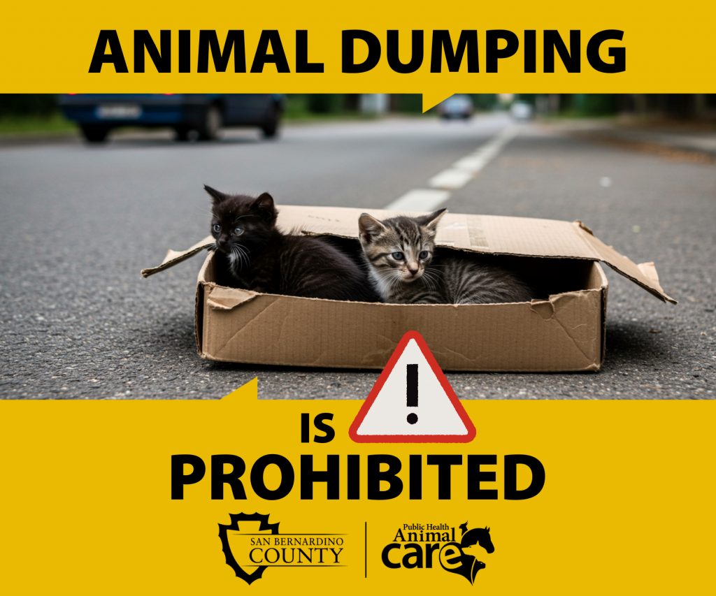 Two kittens sit in a box on a road with text stating “Animal dumping is prohibited.”