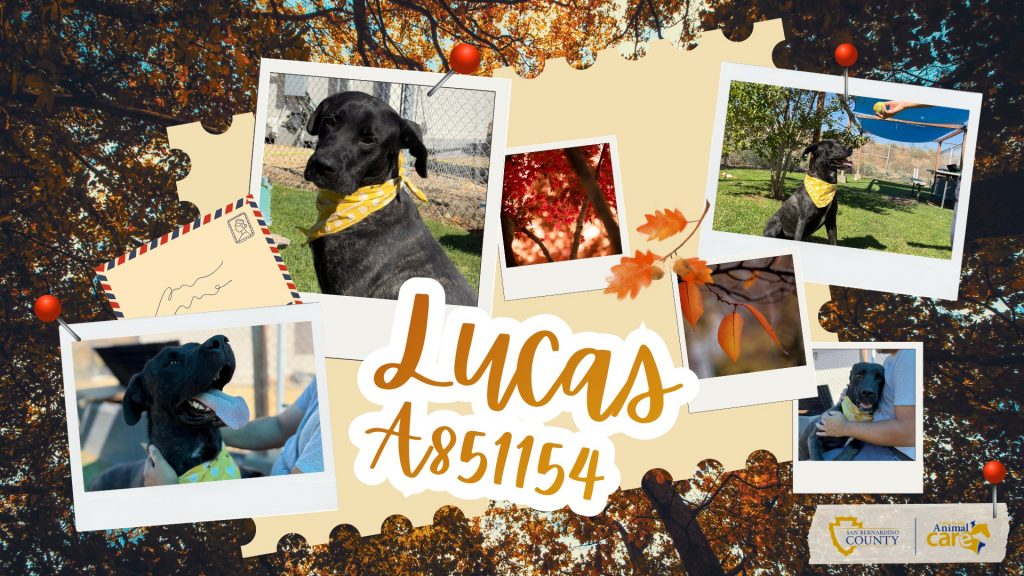 A collage featuring a black dog named Lucas, A851154, wearing a yellow bandana.