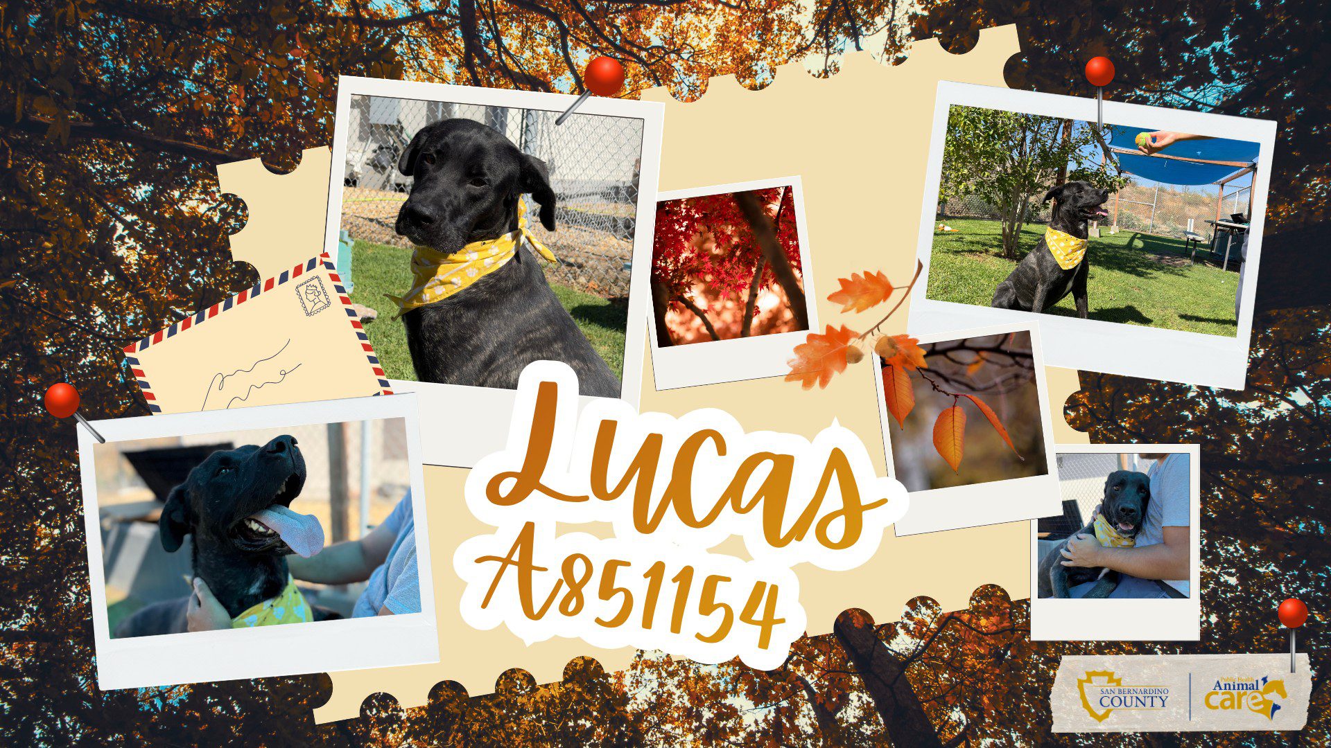 A collage featuring a black dog named Lucas, A851154, wearing a yellow bandana.