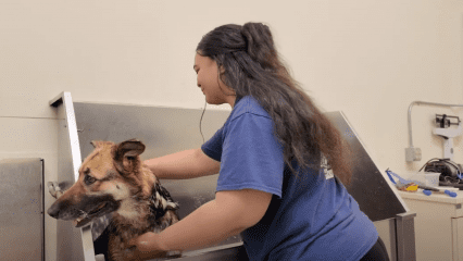 Vet assistant student bathes a shelter dog as part of a hands-on partnership to get pets ready for adoption.