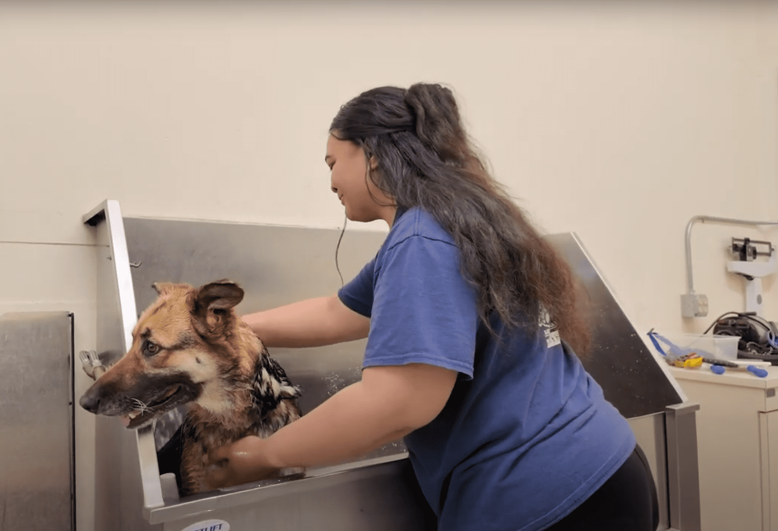 Vet assistant student bathes a shelter dog as part of a hands-on partnership to get pets ready for adoption.
