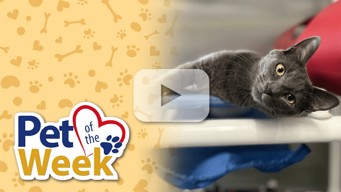 Gray cat with bright eyes lying sideways on a blue perch, featured as “Pet of the Week” with play button overlay.