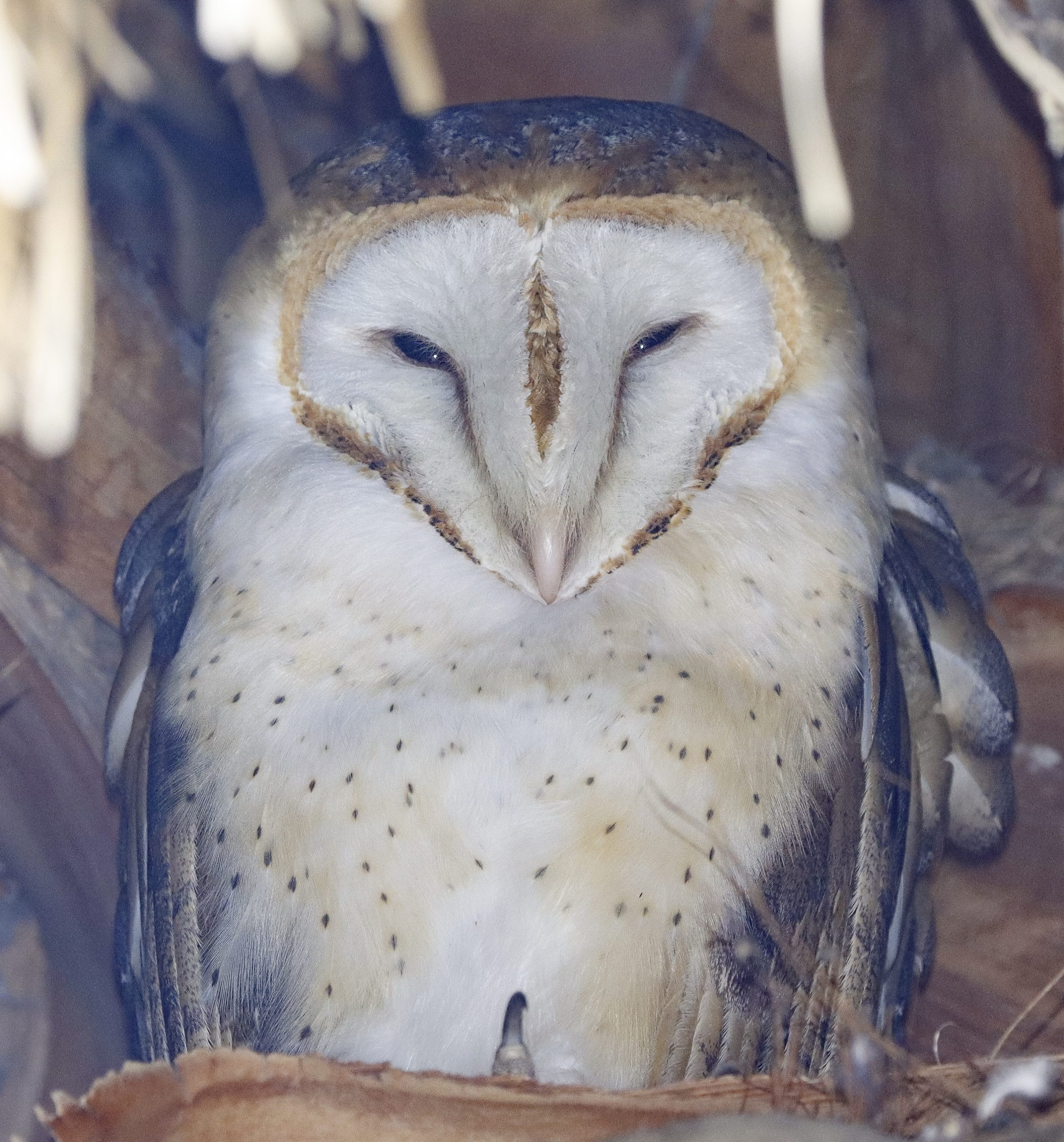 An owl on a tree branch.