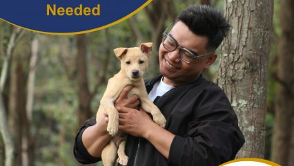 Person holding a small puppy in a park setting with overlay text asking for short-term foster parents and county logo.
