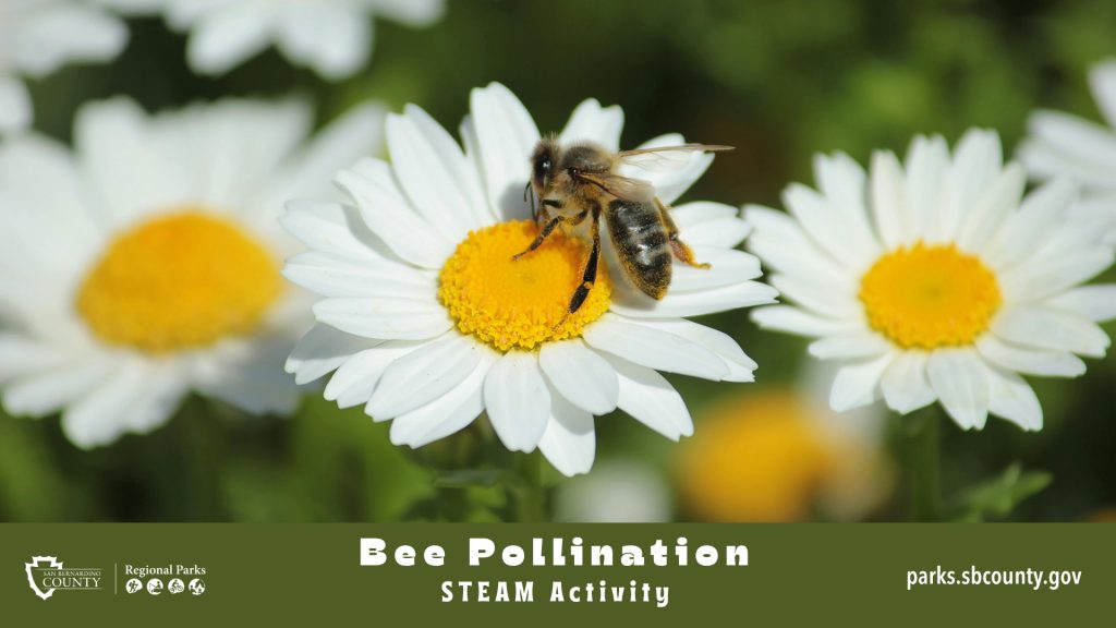 A bee sits on a daisy flower. San Bernardino County Regional Parks logo with text โBee Pollination STEAM Activityโ and โparks.sbcounty.gov.โ