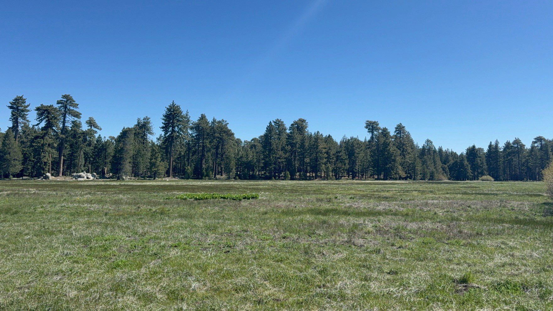 A wide, open grassy field with a line of tall pine trees in the distance under a clear blue sky.