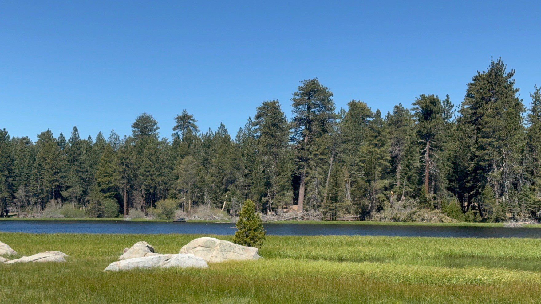 A scenic view of a serene lake surrounded by lush green grass and large boulders in the foreground. Tall pine trees line the opposite shore under a clear blue sky.