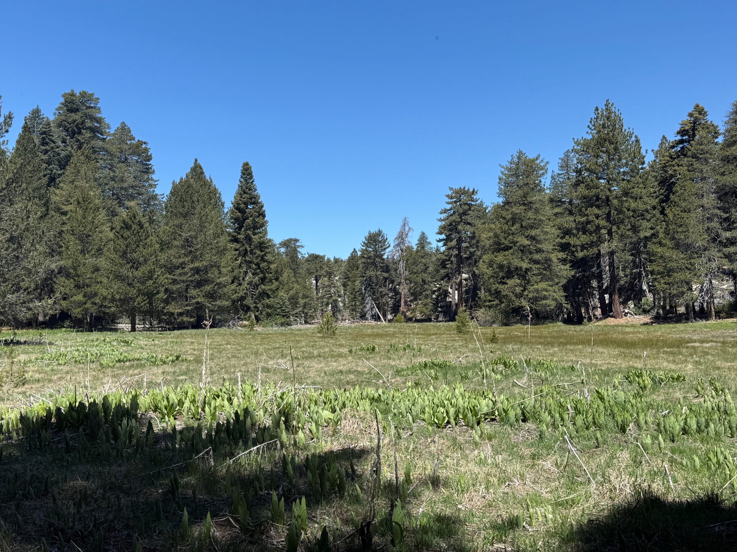 A scenic meadow landscape featuring a wide, open grassy field surrounded by dense, lush green trees under a clear blue sky.