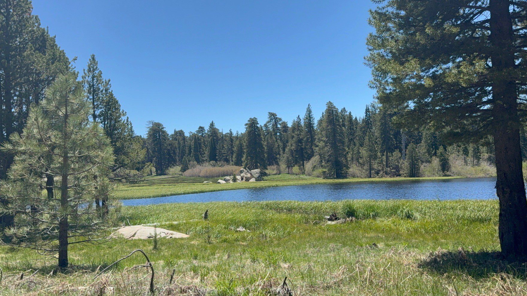 A serene landscape featuring a calm lake surrounded by lush greenery and tall pine trees under a clear blue sky.