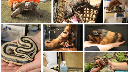 Collage of animals: tortoise, chameleon, turtle, black and white snake, insects on a log, guinea pig, blue parakeet on a perch, and frogs.