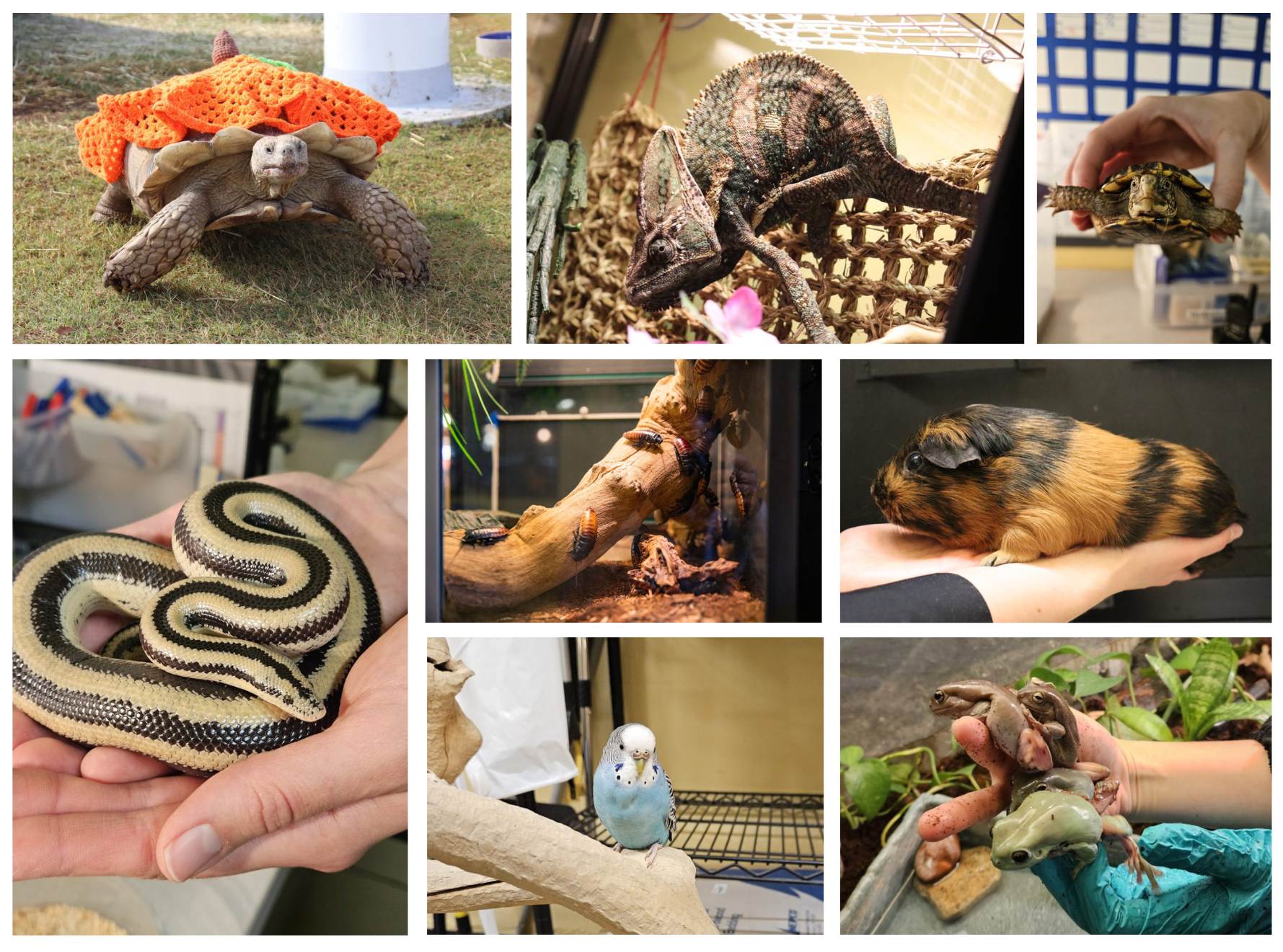 Collage of animals: tortoise, chameleon, turtle, black and white snake, insects on a log, guinea pig, blue parakeet on a perch, and frogs.