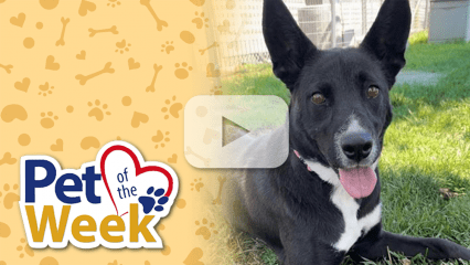 Black Pit Bull Terrier sitting on the grass looking into the camera. Play button overlaid.