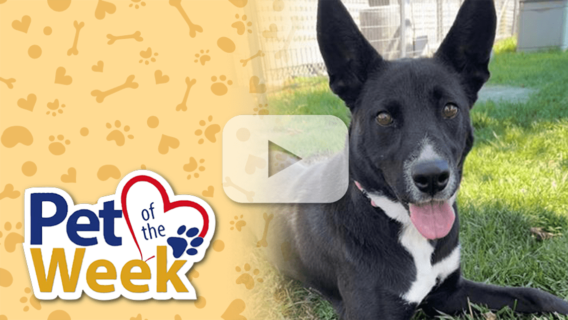 Black Pit Bull Terrier sitting on the grass looking into the camera. Play button overlaid.