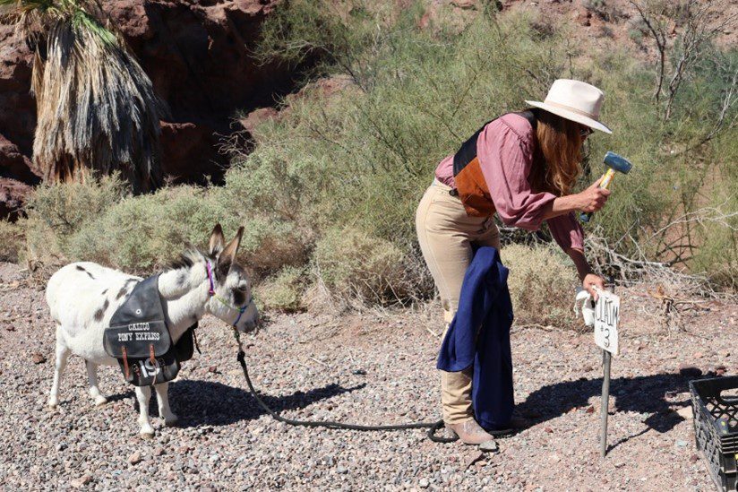 A woman dressed in 1800s period miner clothing hammers in a claim stake while holding a leash to a mini-burro wearing a saddle bag during Calico Days Burro Race at Calico Days.