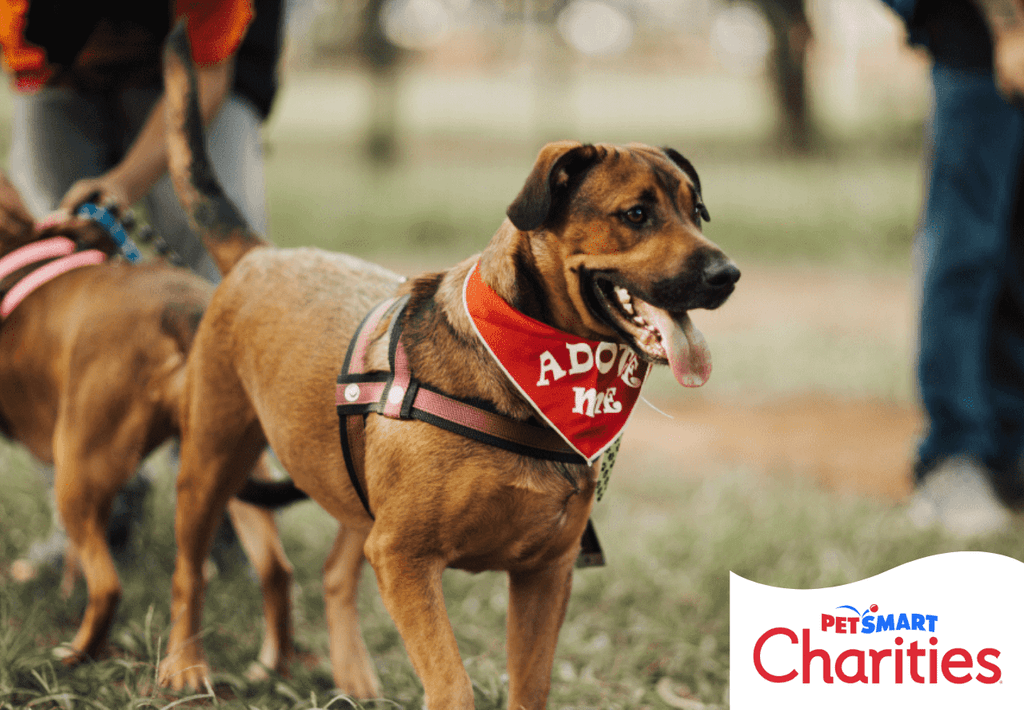 A dog standing wearing a bandana outside in the park.