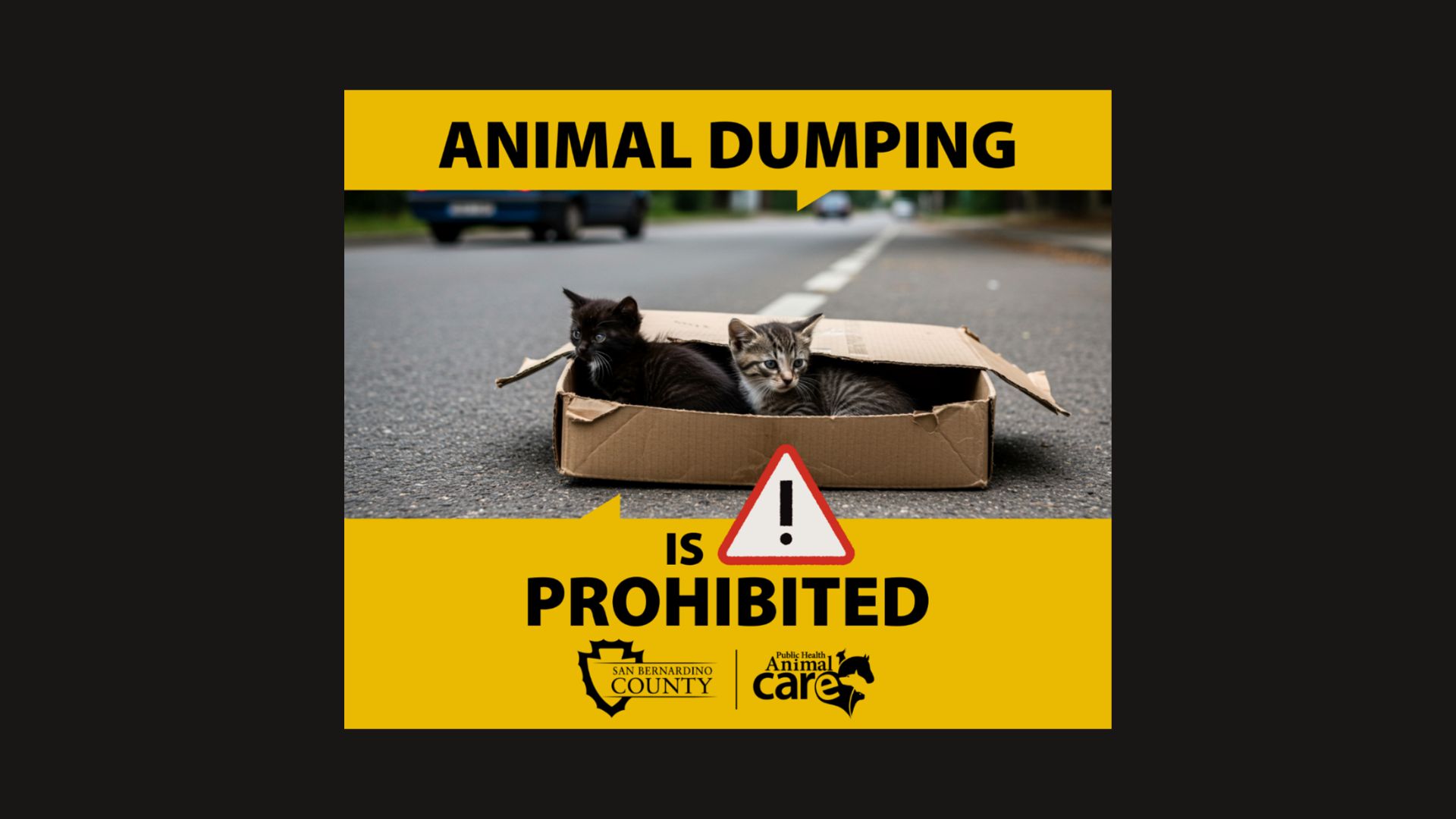 Two kittens sit in a box on a road with text stating “Animal dumping is prohibited.”