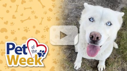 White dog with blue eyes and tongue out sits on grass next to a “Pet of the Week” graphic.