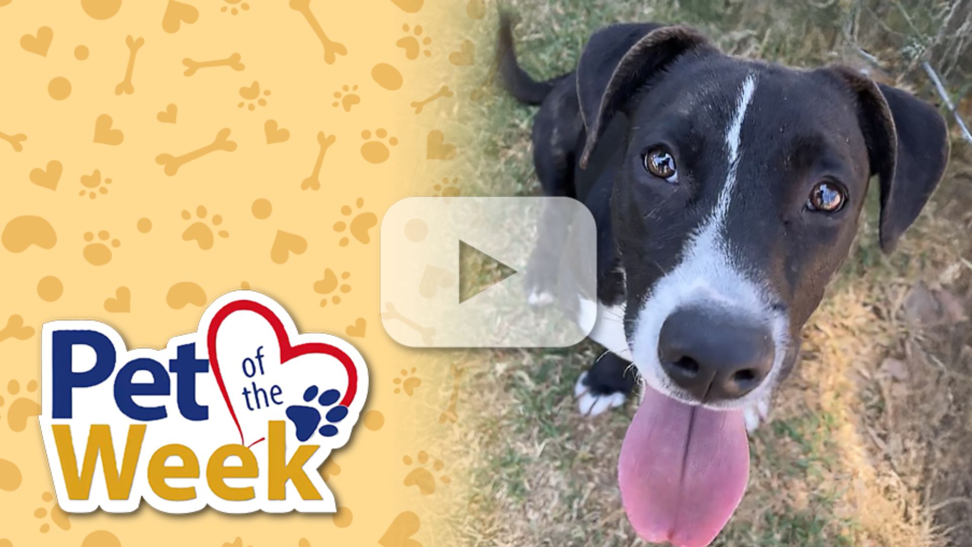 A young black brindle pit bull mix puppy with a white stripe on his face and tongue out, looking towards the camera.