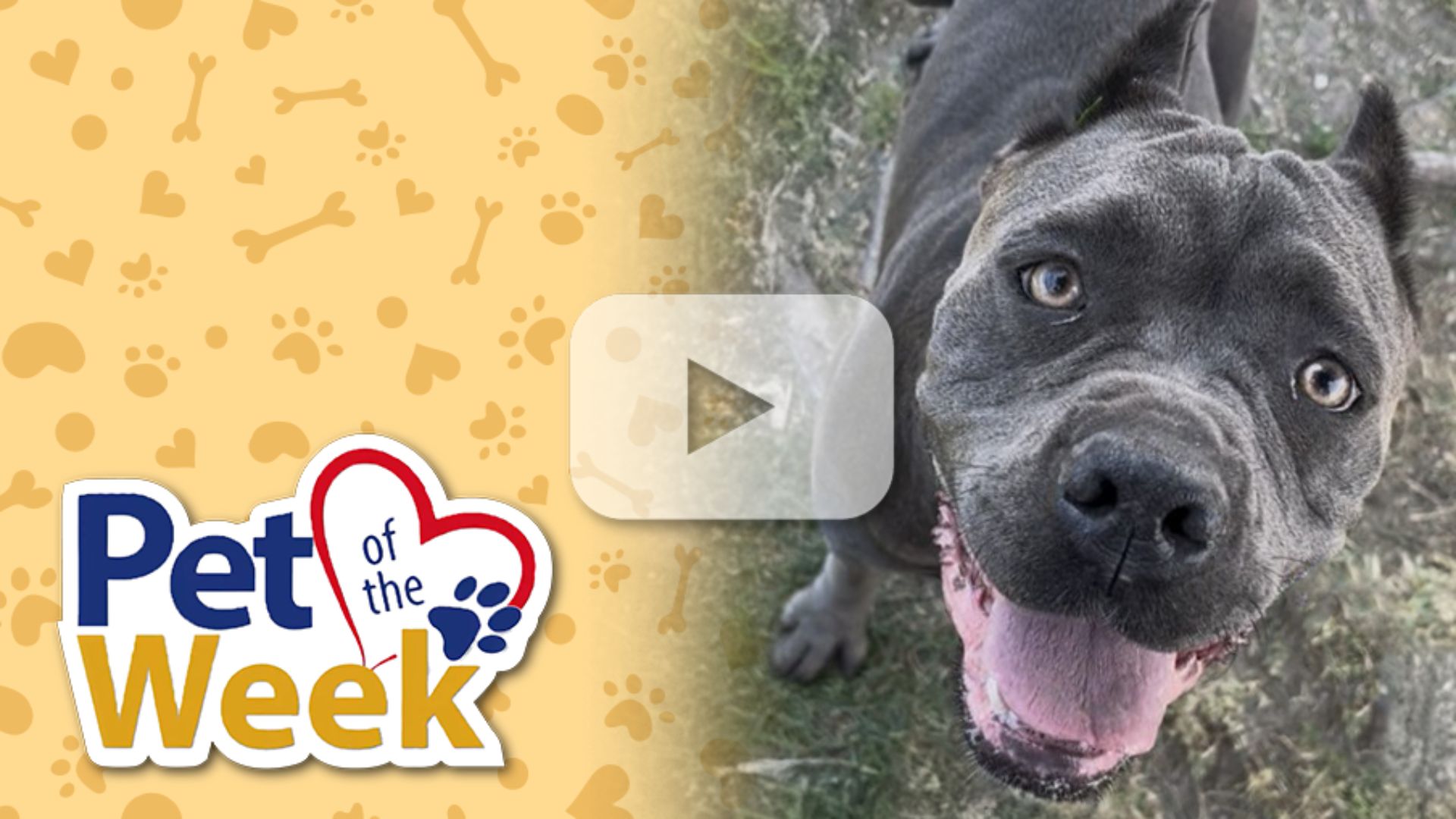 Close-up of Sherry, a smiling gray Cane Corso with light eyes, looking up at the camera outdoors. “Pet of the Week” graphic is on the left.