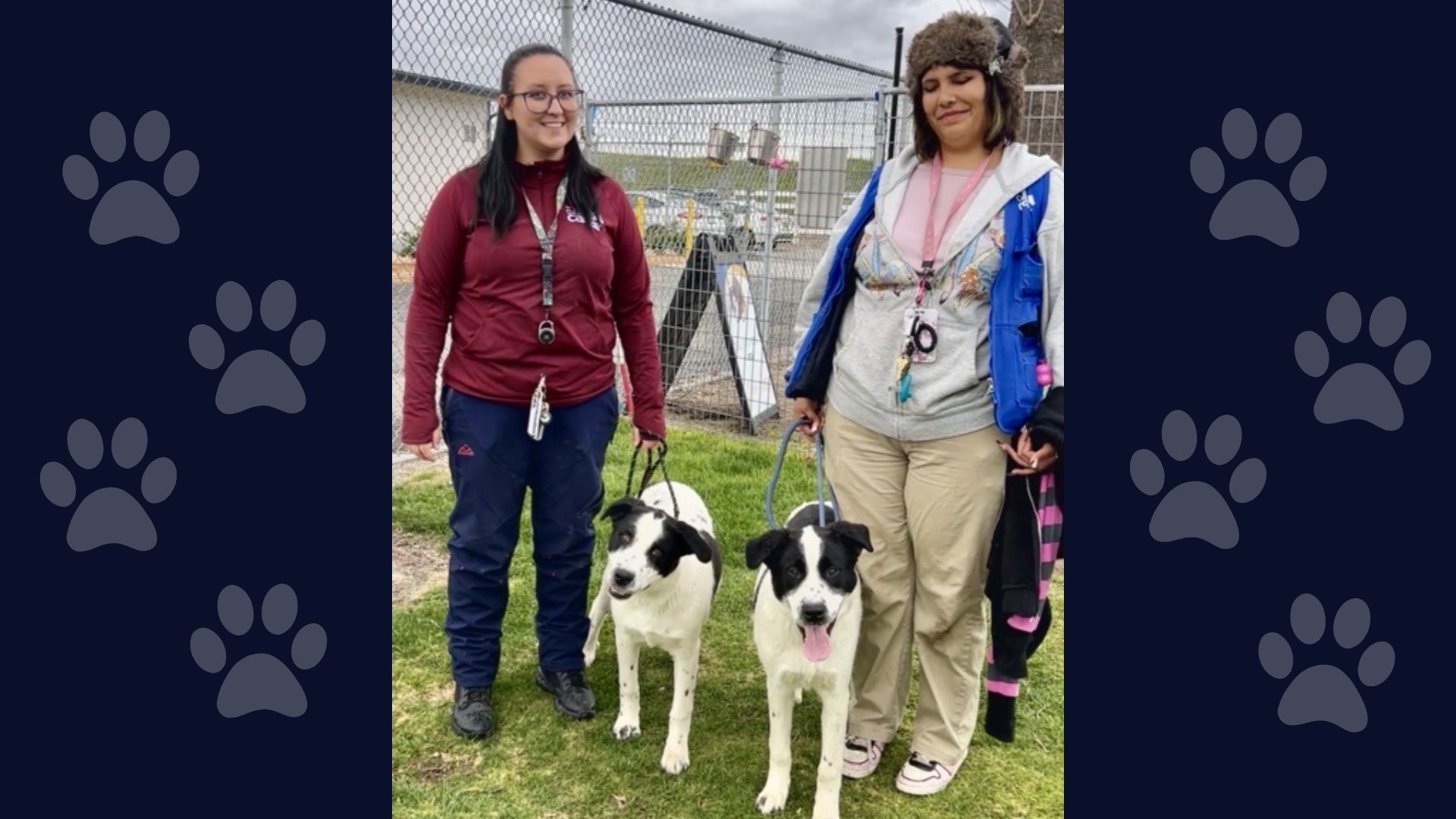 Two individuals holding leashes with two black and white dogs.