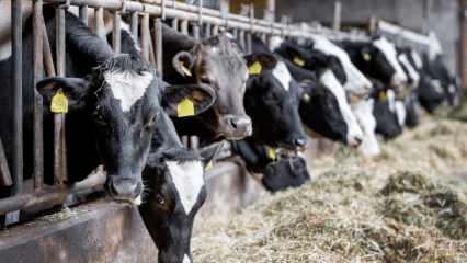 A group of cows eating hay in a barn.