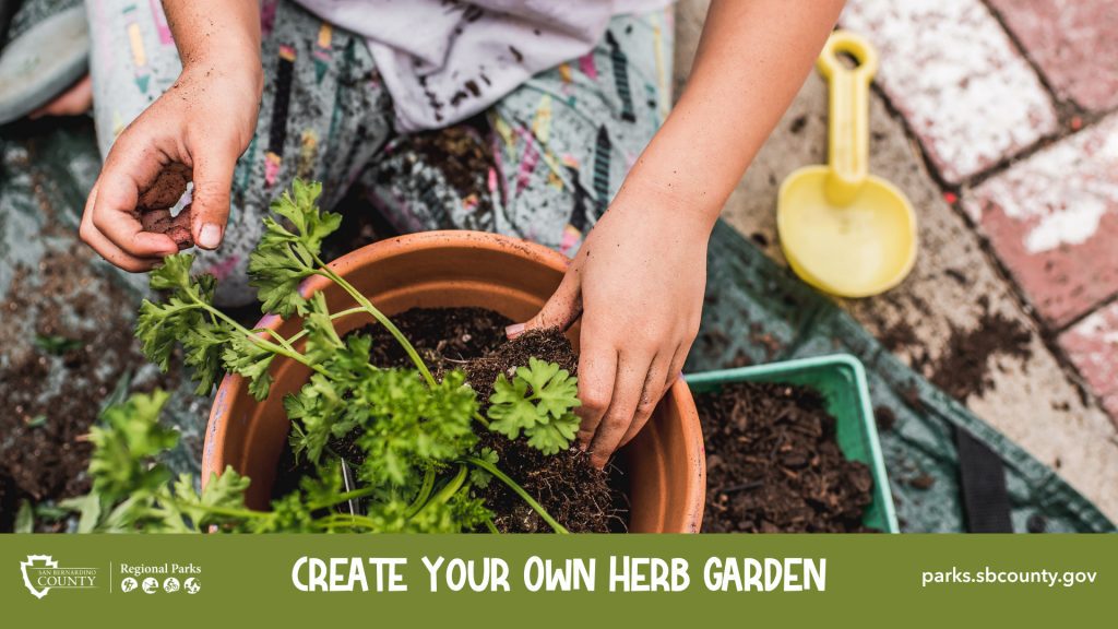 A pot of herbs with soil with two arms and hands and a yellow childrenโs shovel and underneath are the words Create Your Own Herb Garden, San Bernardino County Regional Parks logo and parks.sbcounty.gov.