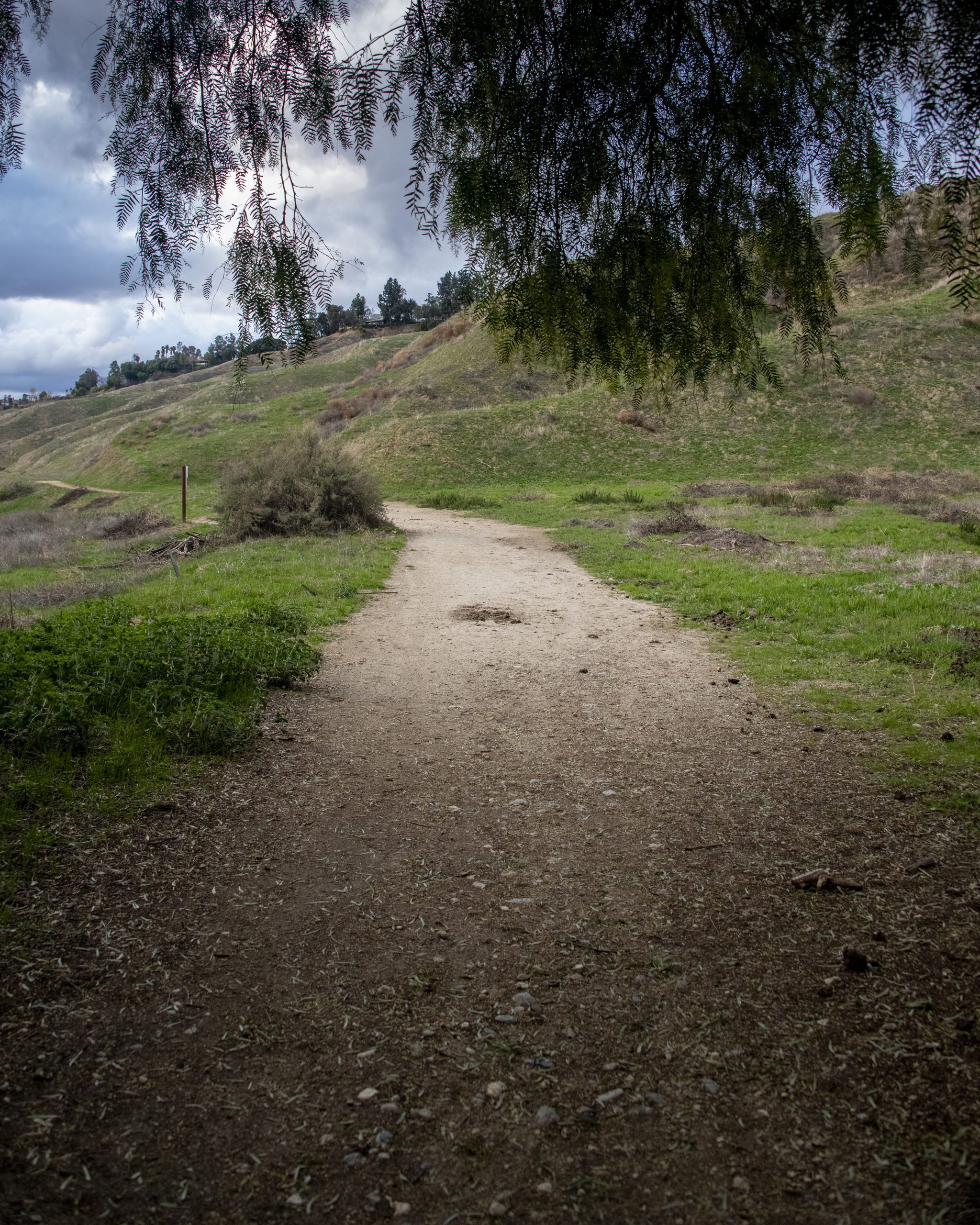 A hiking trail surrounded by hills and a large tree on a cloudy day.