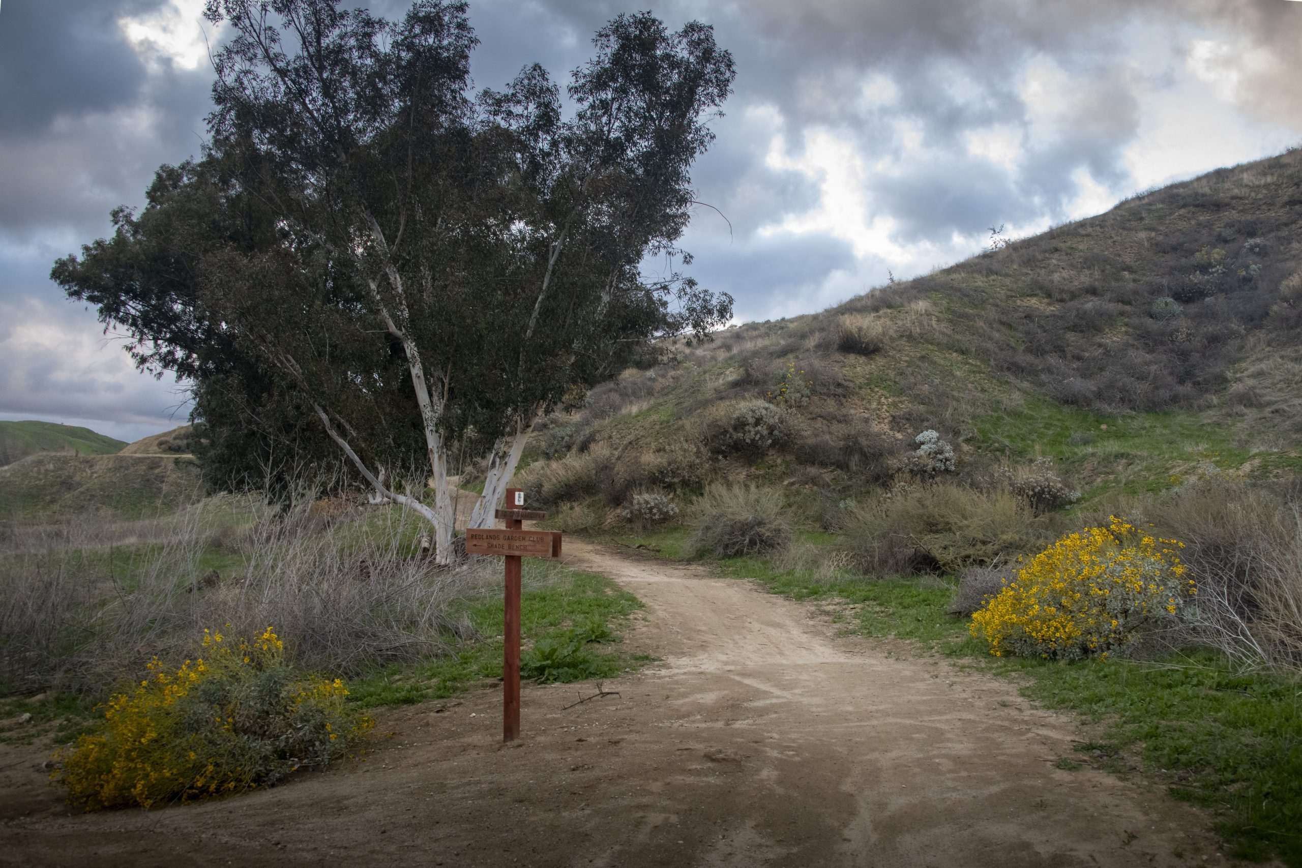 A hiking trail with a tree, wooden signpost and yellow wildflowers on a cloudy day.
