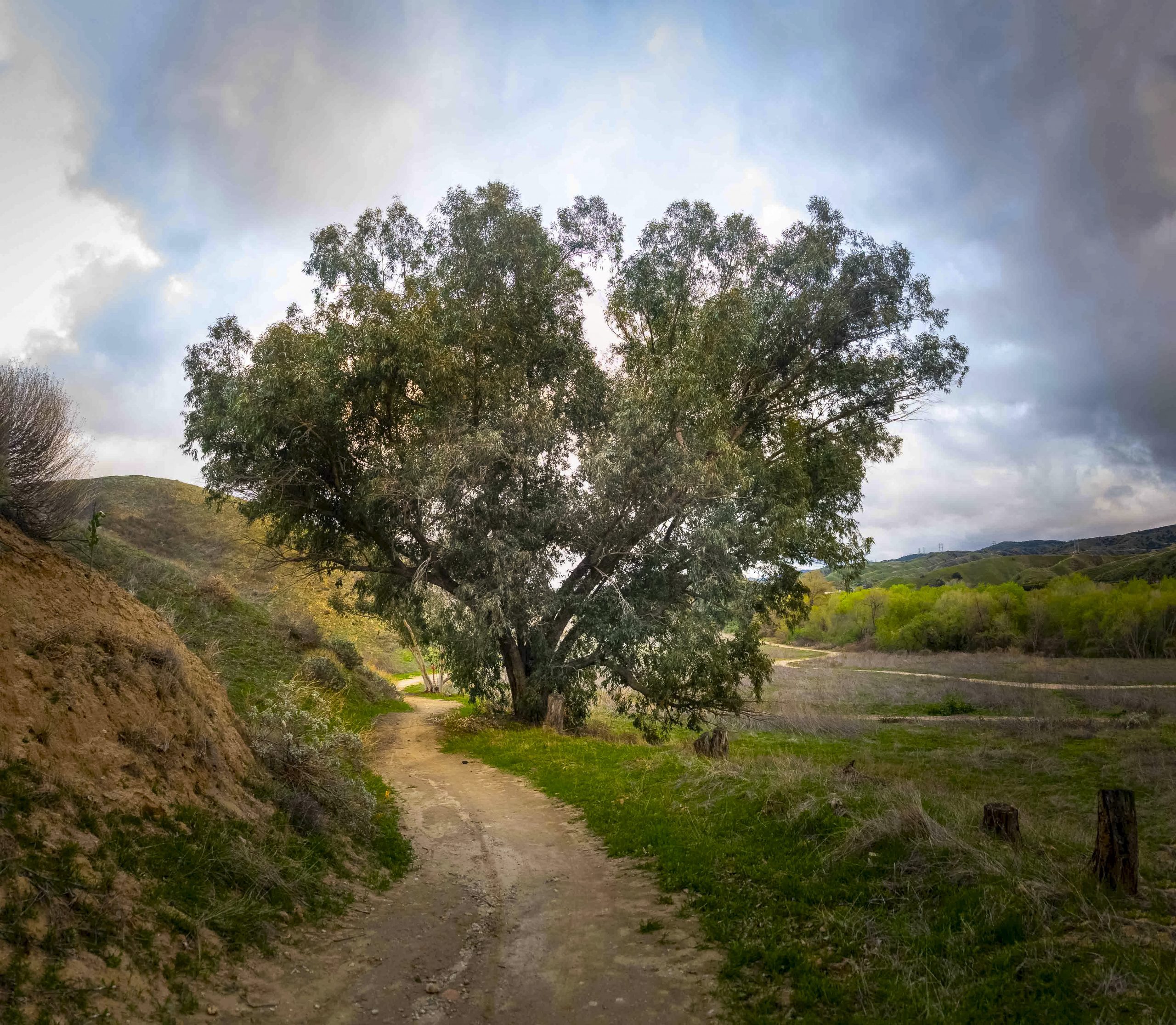 A hiking trail surrounded by hills and a large tree on a cloudy day.