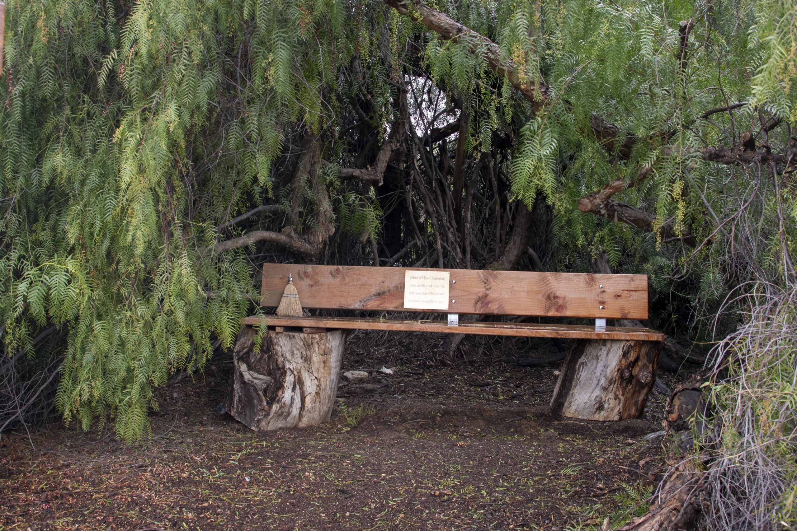 A bench under a tree.