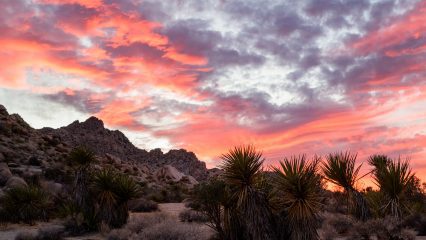 Joshua Tree National Park during sunset featuring pink and orange clouds in the sky, rocky hills and Joshua trees.