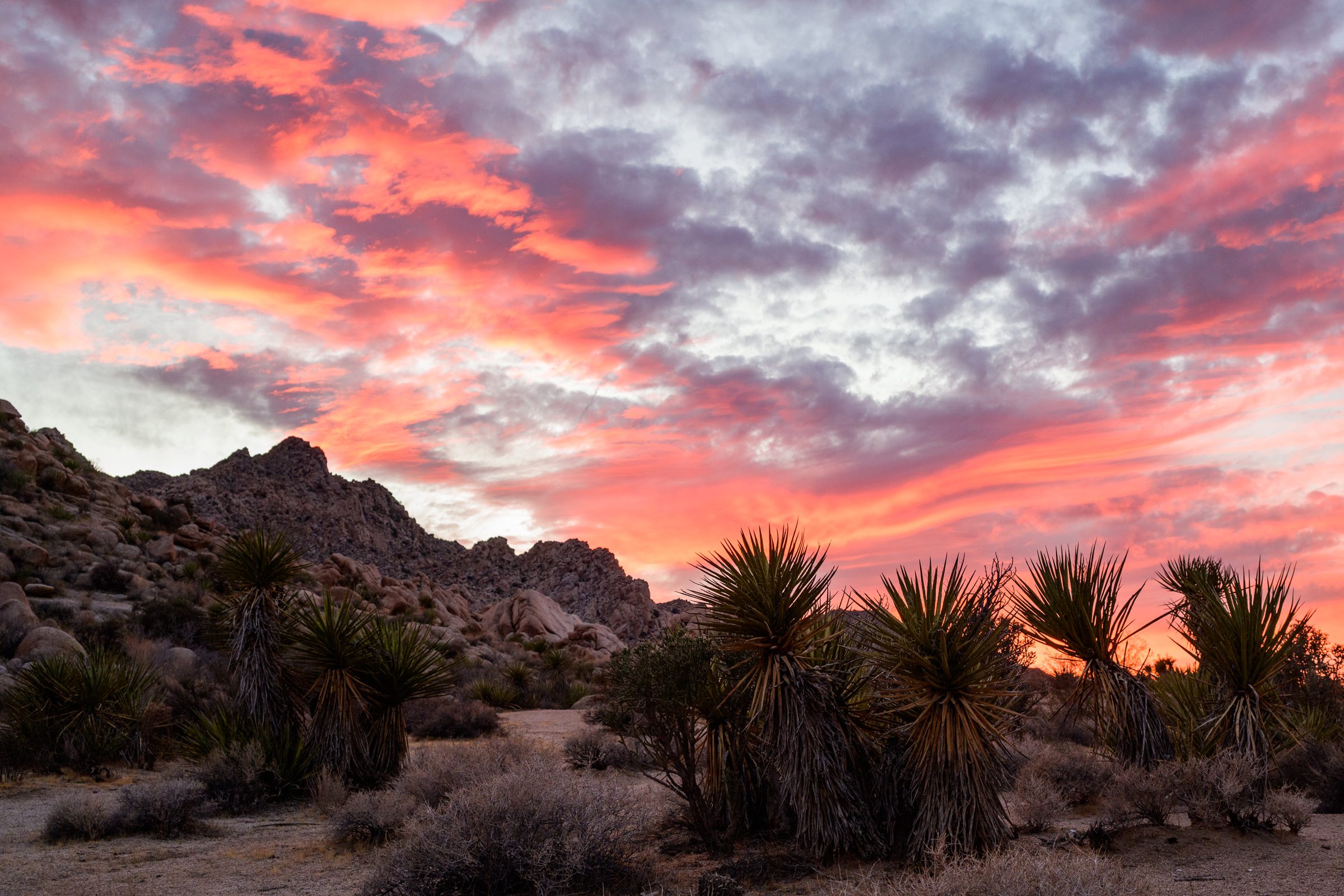 Joshua Tree National Park during sunset featuring pink and orange clouds in the sky, rocky hills and Joshua trees.
