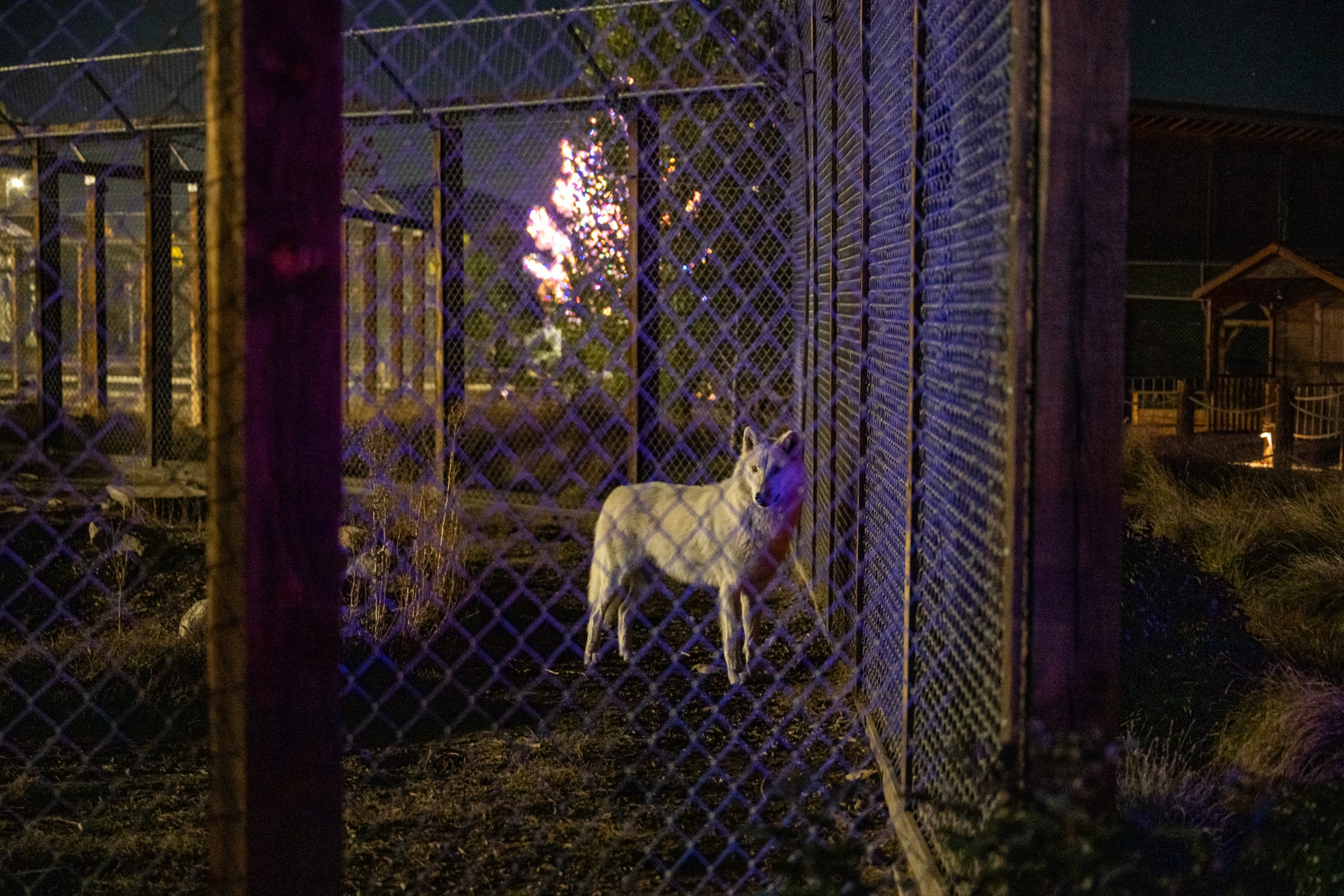 Wolves in dark with lights in distance at Big Bear Alpine Zoo’s Wild Lights display.