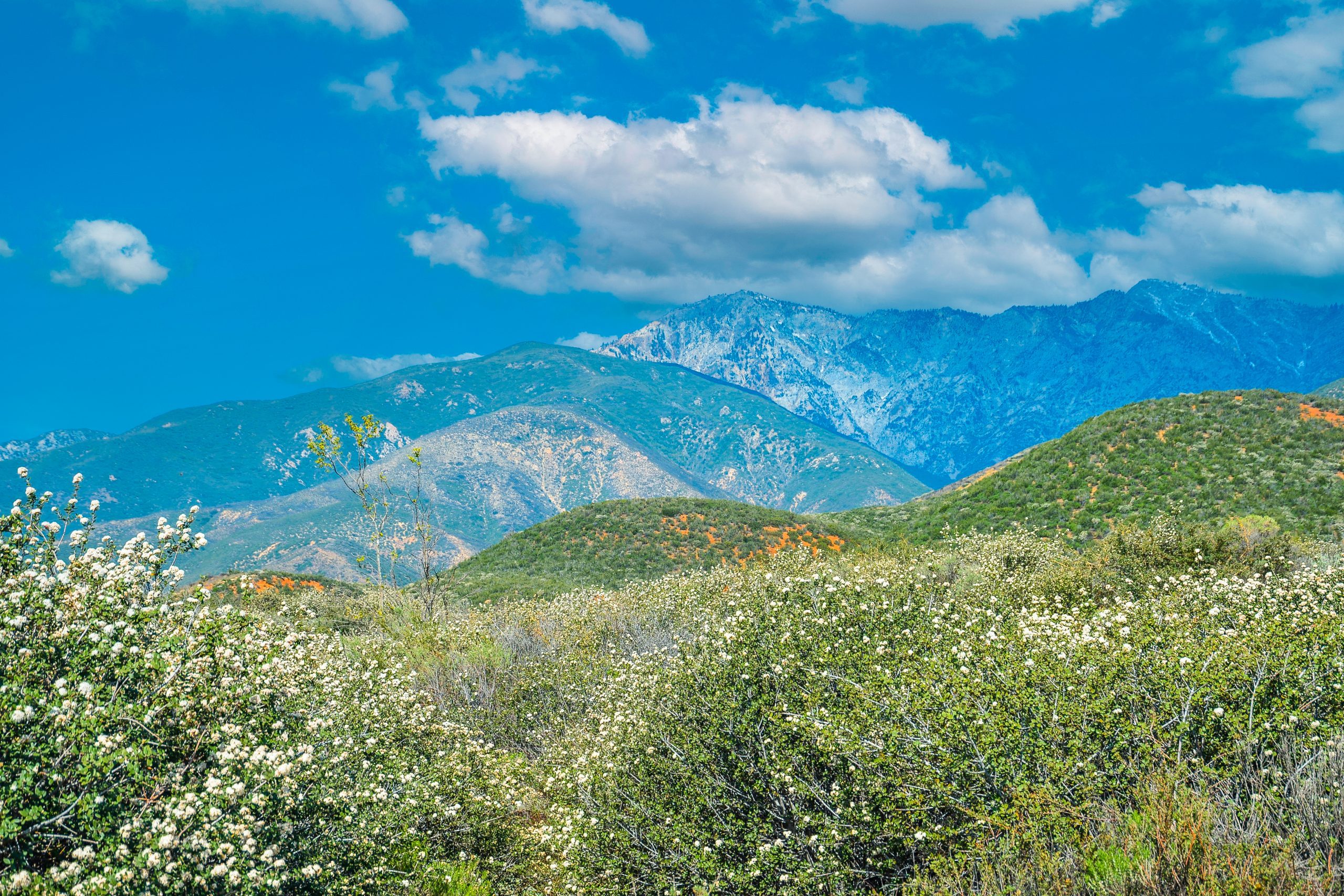 Scenic view of lush green hills with white wildflowers in the foreground, and the snow-capped San Gabriel Mountains under a bright blue sky with clouds in the background.