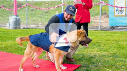 An individual with a hat and a service vest assists a dog in a blue jacket, walking on a red carpet at an outdoor event.