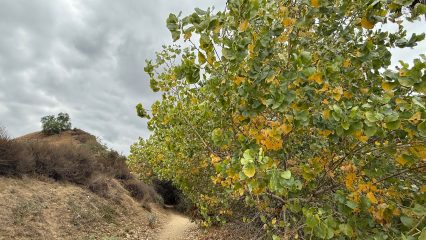 A dirt path with colorful bushes.