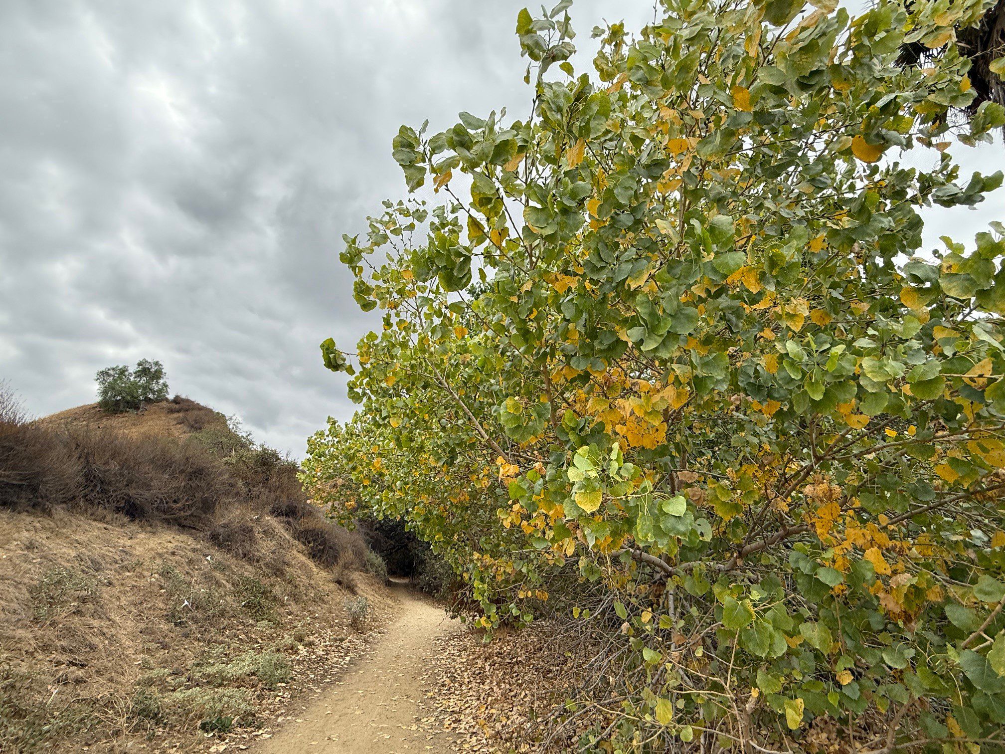 A dirt path with colorful bushes.