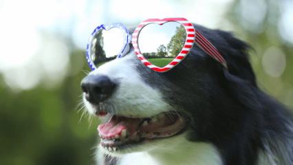A dog wearing heart-shaped novelty sunglasses with a festive pattern is outdoors with its mouth open, appearing relaxed and content.