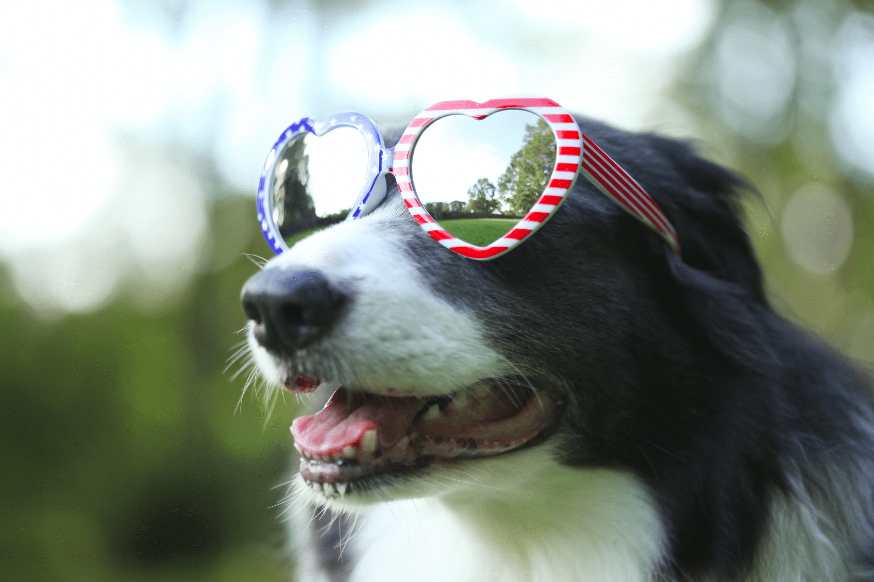 A dog wearing heart-shaped novelty sunglasses with a festive pattern is outdoors with its mouth open, appearing relaxed and content.