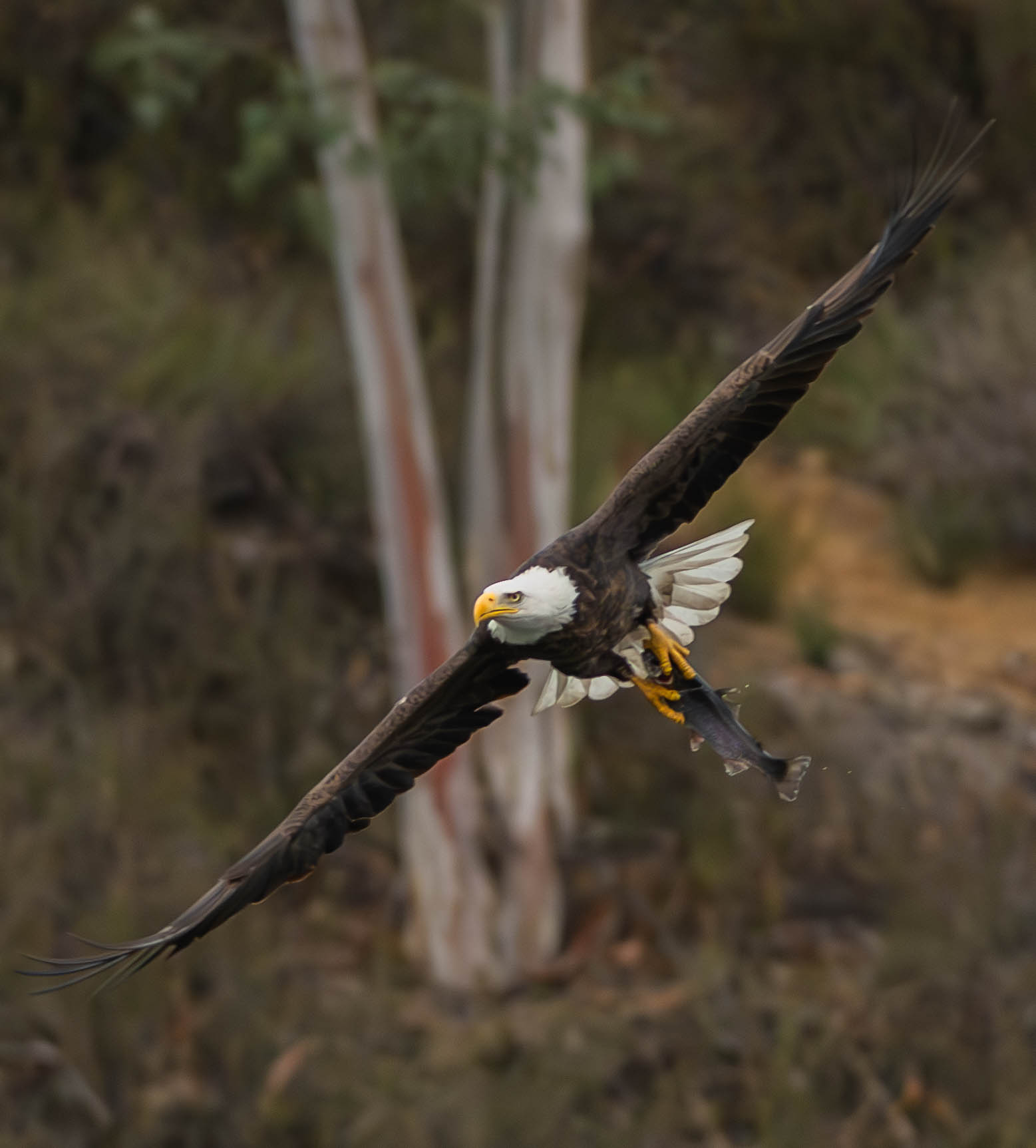 A bald eagle is flying low over a lake with a fish in its claws.
