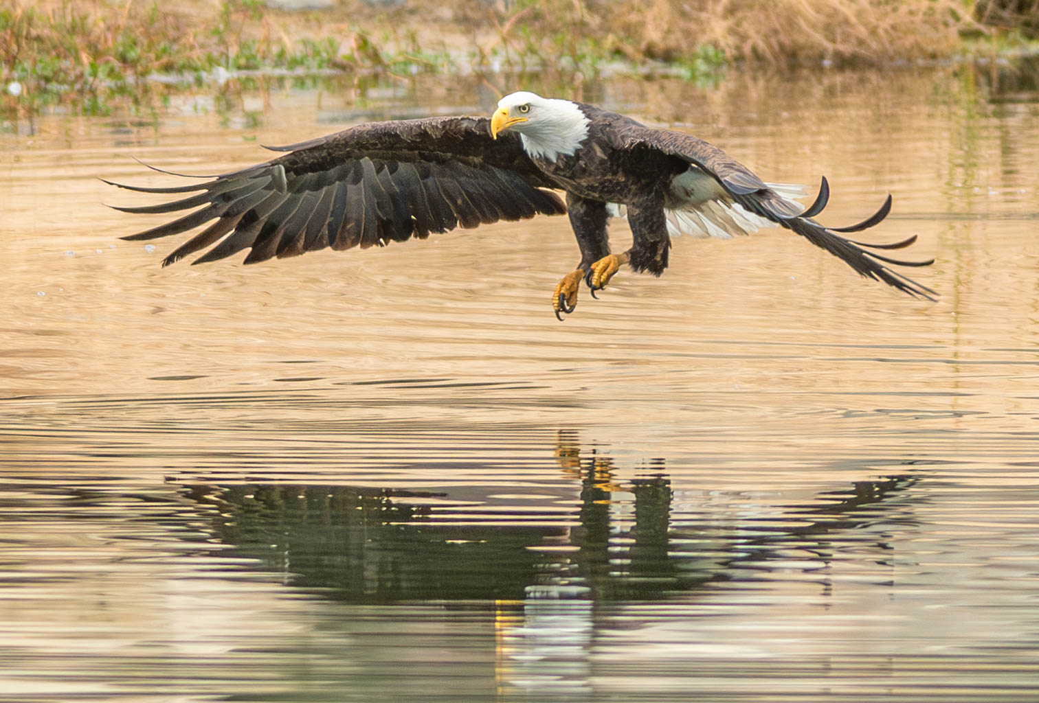 A bald eagle is flying low over a lake.