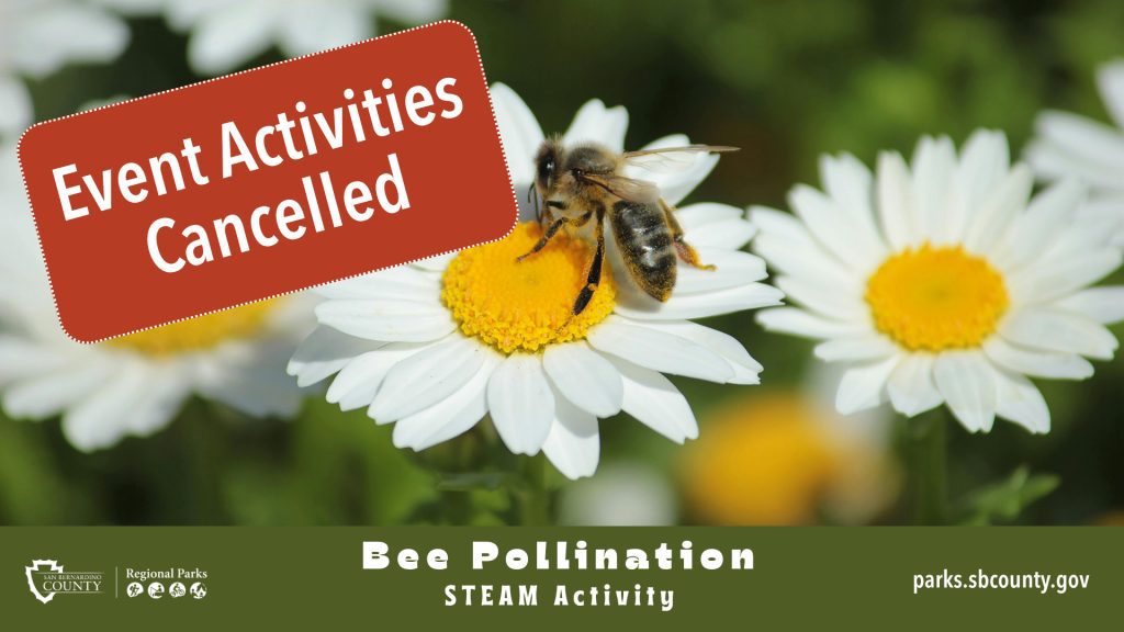 Sticker with text: "Event Activities Cancelled" on top of a bee sitting on a daisy. San Bernardino County Regional Parks logo with text “Bee Pollination STEAM Activity” and “parks.sbcounty.gov" are below.