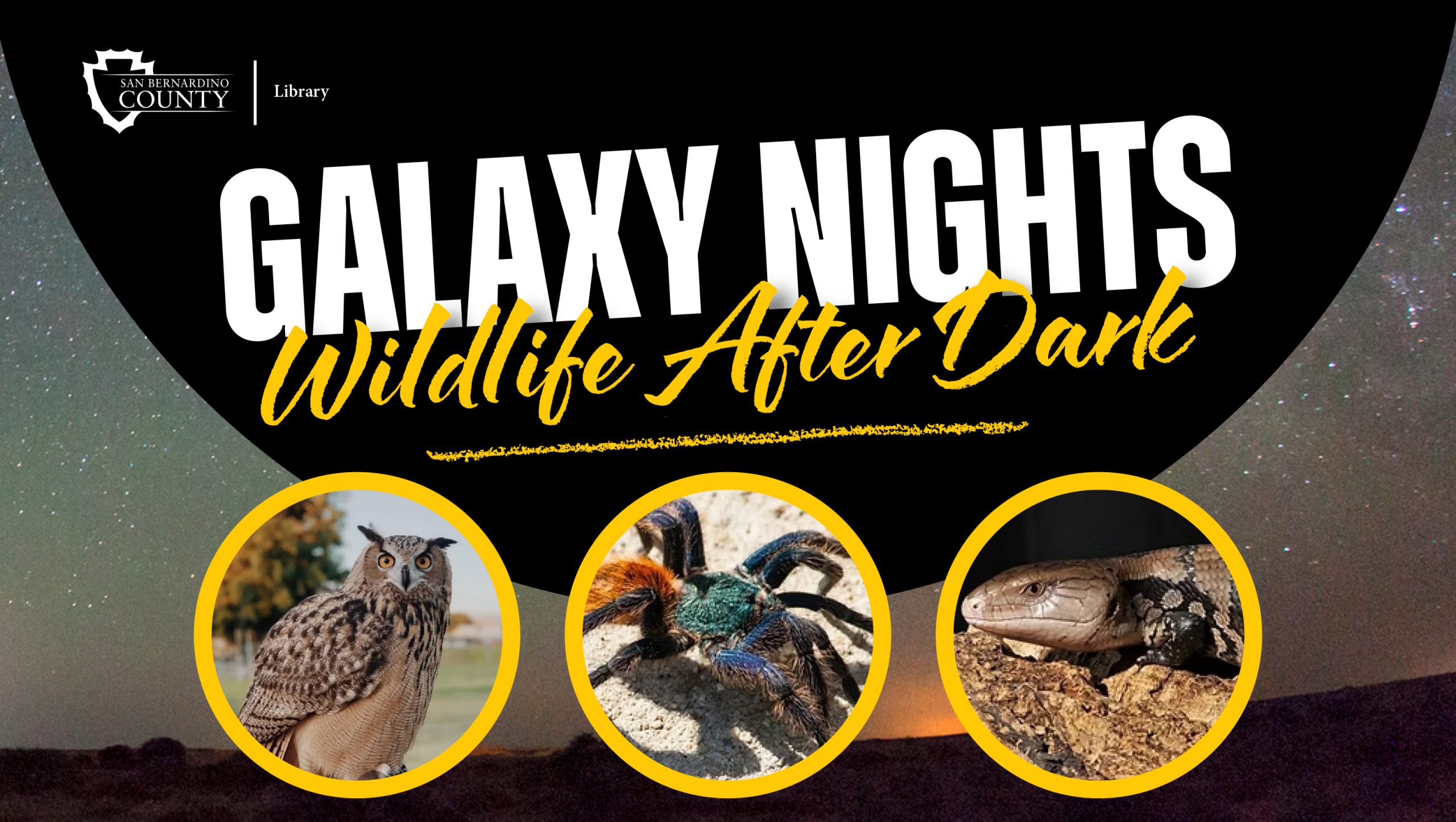 Starry night sky background with 'Galaxy Nights: Wildlife After Dark' text and library logo. Images show an owl, colorful tarantula, and a lizard, each in a circular frame.